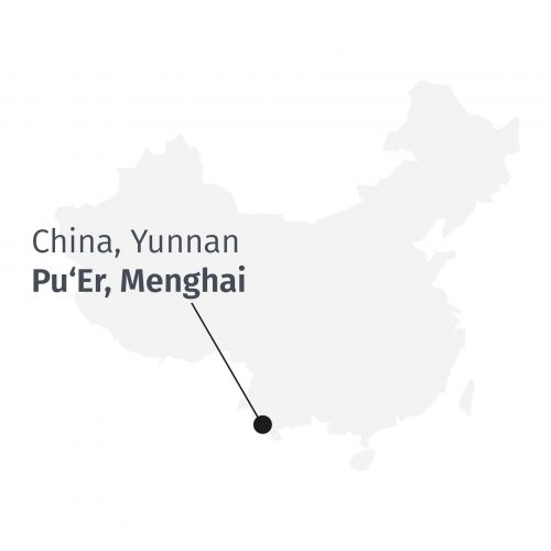 Té Pu Erh - Premium Menghai Five Years BIO