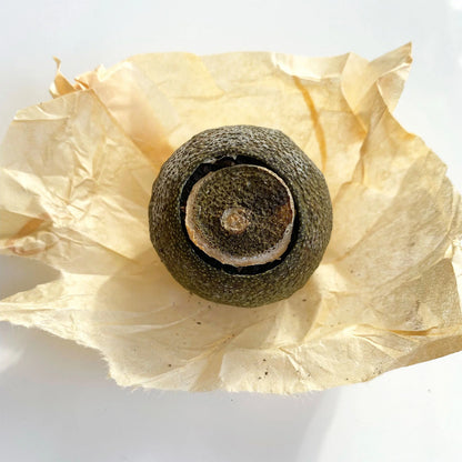 Té Pu Erh - Naranja Rellena Cosecha 2021 (Xiao Qing Gan)